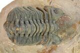 Detailed Reedops Trilobite - Atchana, Morocco #319932-2